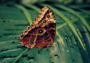 butterfly from somewhere else